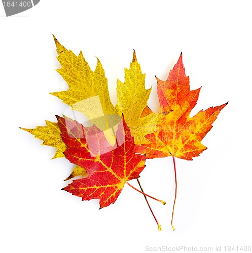 Image of Fall maple leaves on white