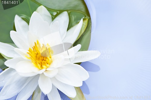 Image of Lotus flower