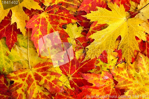 Image of Fall maple leaves background