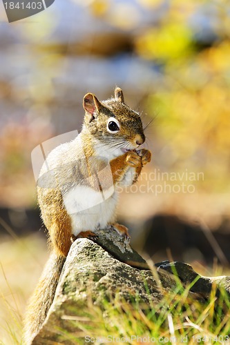 Image of Cute red squirrel eating nut