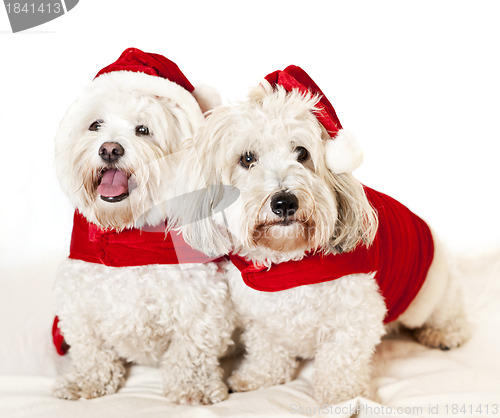 Image of Two cute dogs in santa outfits