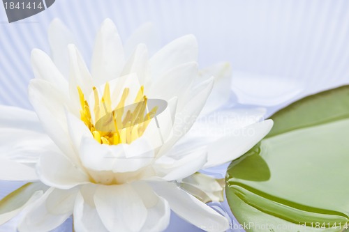 Image of Lotus flower