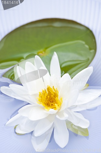 Image of Lotus flower