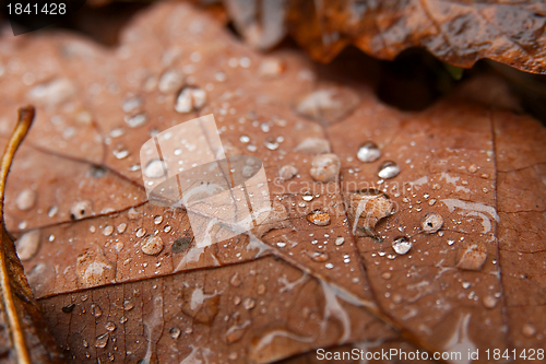 Image of Autumn Leaves