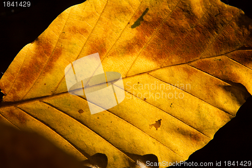 Image of Autumn Leaf