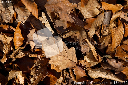 Image of Leaves