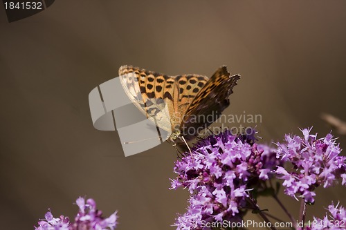 Image of orange butterfly