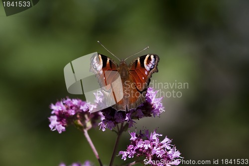 Image of peacock butterfly