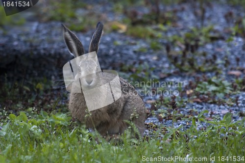 Image of eastern prairie hare