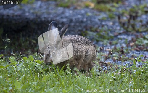 Image of brown hare