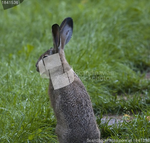 Image of jackrabbit