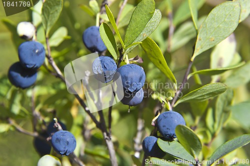 Image of Bog bilberries