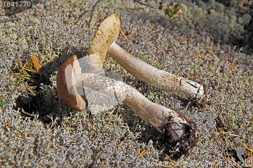 Image of Orange-cap boletus