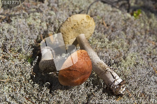 Image of Orange-cap boletus