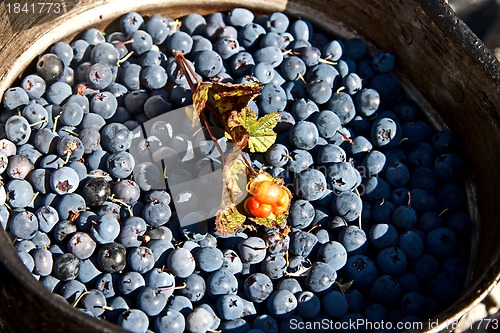 Image of Forest berries