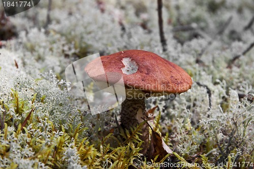 Image of Orange-cap boletus