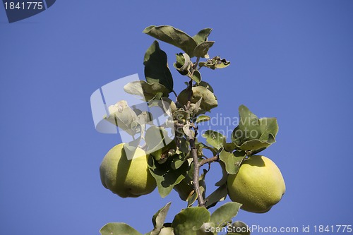 Image of Quince fruits