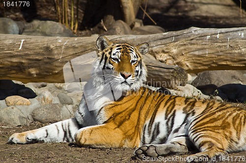 Image of Amur tigress