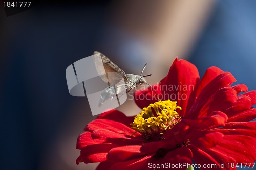 Image of Hower over the flower