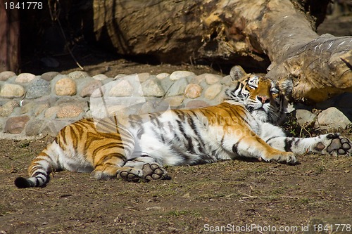 Image of Relaxing amur tigress