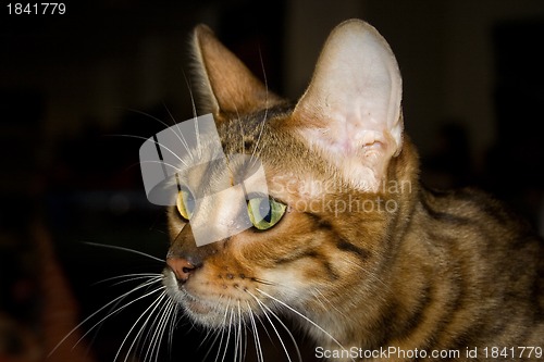 Image of Toyger cat