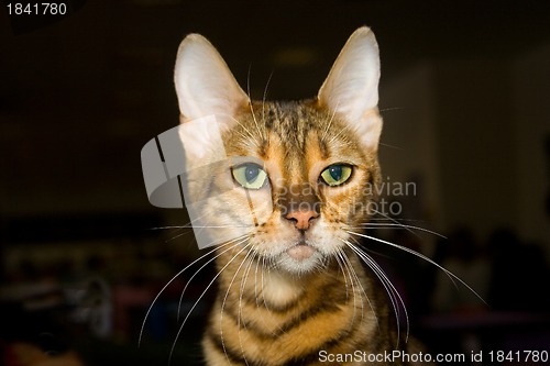 Image of Toyger cat