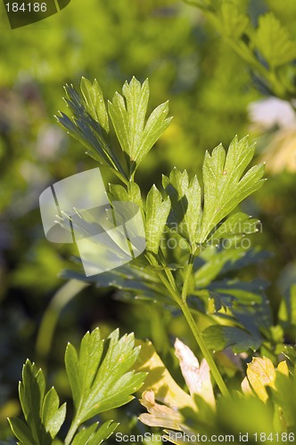 Image of Parsley