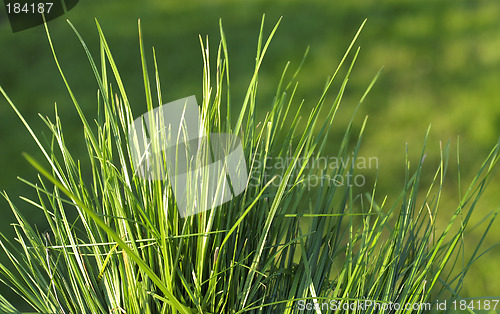 Image of Green grass
