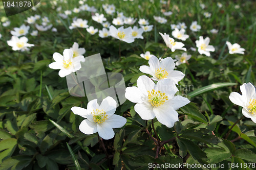 Image of Flowers