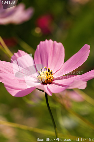 Image of Pink flower