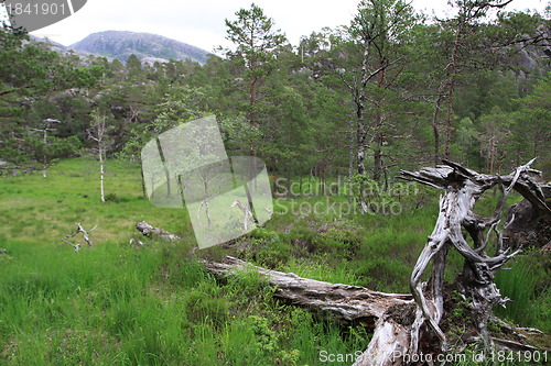 Image of Mountain forest