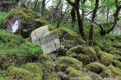 Image of Mountain forest