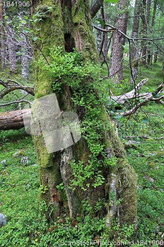 Image of Old tree trunk