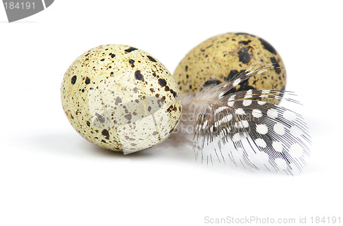 Image of Eggs and feather