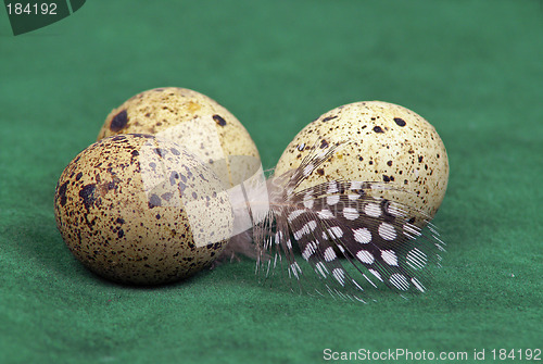 Image of Eggs and feather