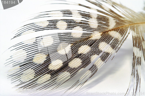 Image of Feather