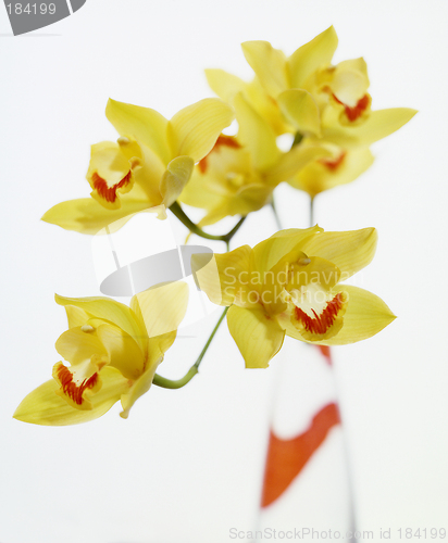 Image of Yellow Orchids, Flowers