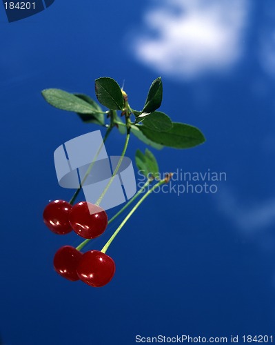 Image of Two Red Cherries in Turn blue Sky