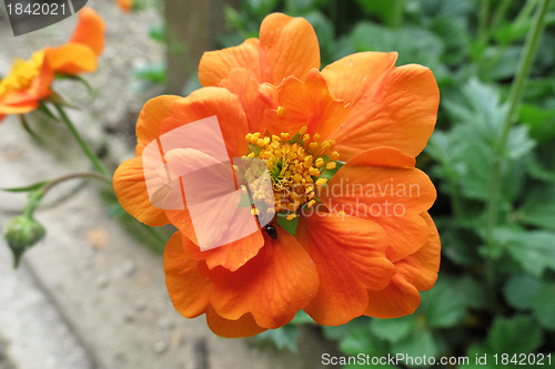 Image of Flowers