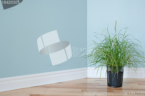 Image of Green grass plant decorating a room