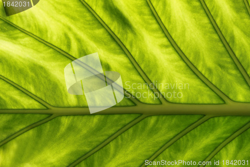 Image of Tropical Plant Leaf Texture