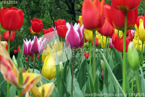 Image of Tulips