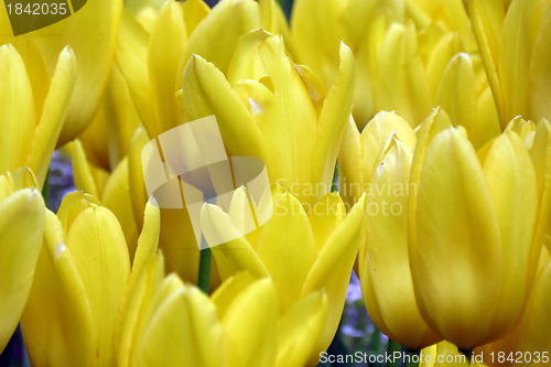 Image of Tulips
