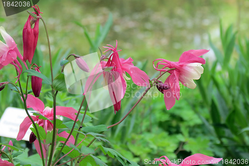 Image of Flowers