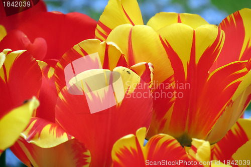 Image of Tulips