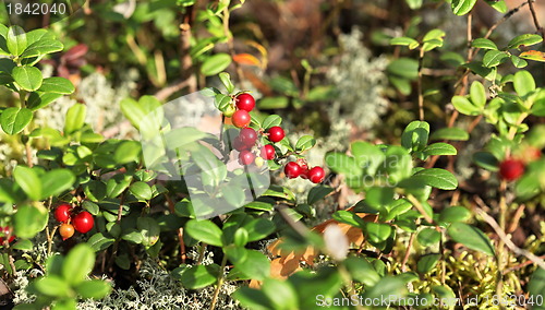 Image of cranberries in nature