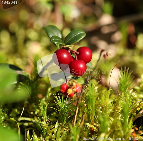 Image of twig cranberries