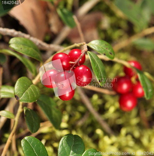 Image of Cranberries