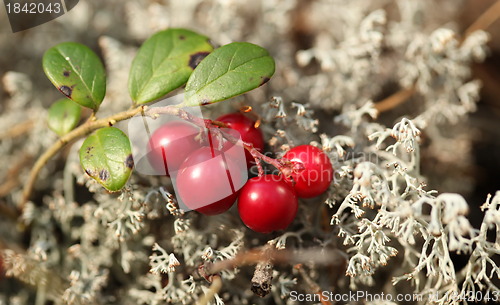 Image of cranberries and gray moss