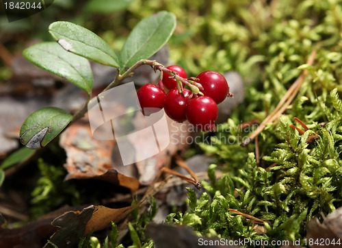 Image of twig cranberries